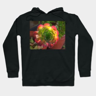 Backlit Aeonium Succulent Hoodie